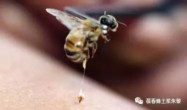 蜂毒临床应用进展(一)