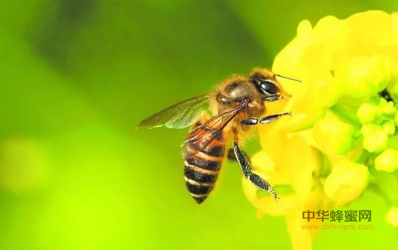 【蜂奥·头条】蜂产品，唤醒人体自愈力