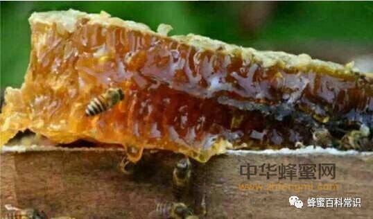蜂蜜∣吃一次和吃十年的区别…都看看吧！