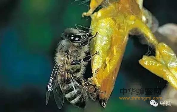 【蜂奥·头条】蜂胶—天然强效的免疫特性