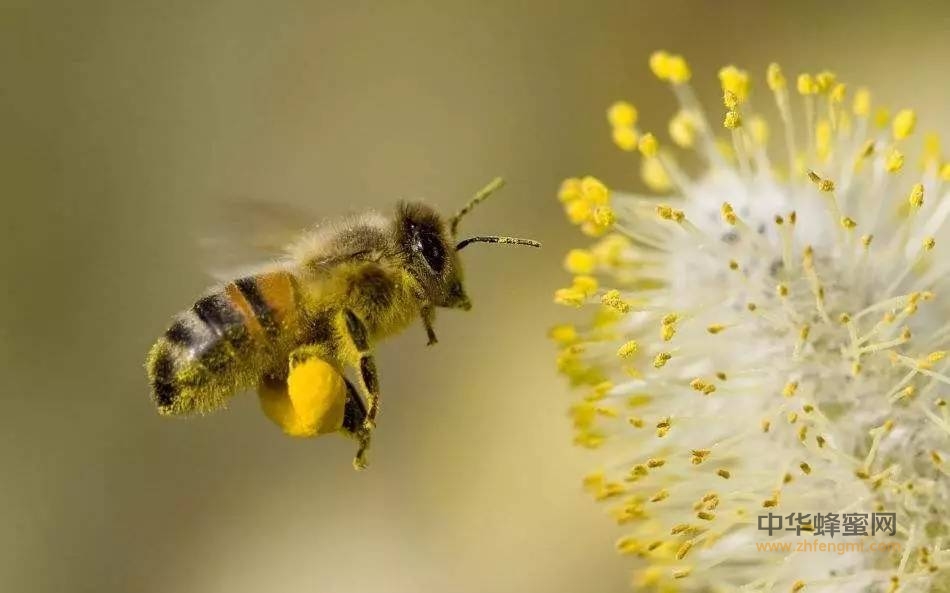 古代人竟然对蜂花粉有如此高的评价，快来试一试！
