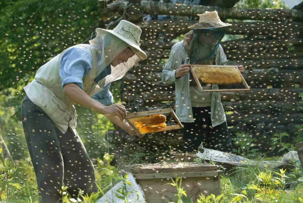 蜂蜜结晶都是加糖的？蜂农恳请你多了解一点