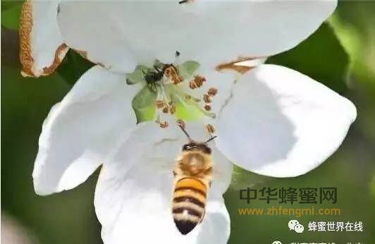 安全养蜂慎用三种药！