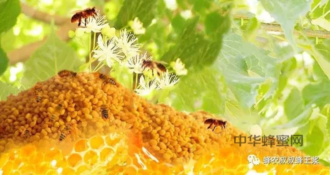 蜂花粉中含有的营养物质，竟然这么多！