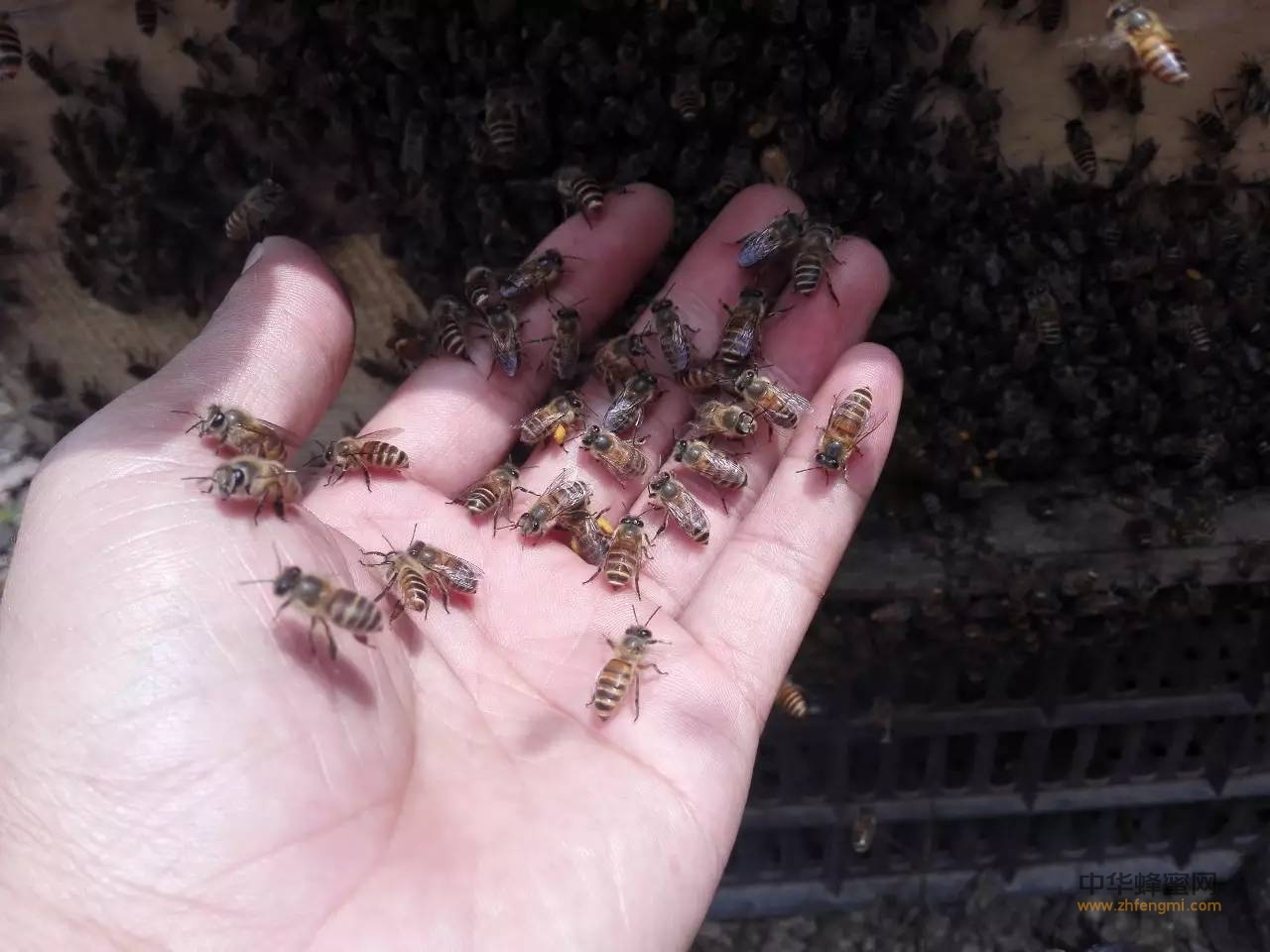 养蜂怎样才能多产蜜