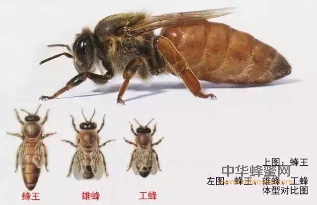 为什么“蜂王”比工蜂寿命长？
