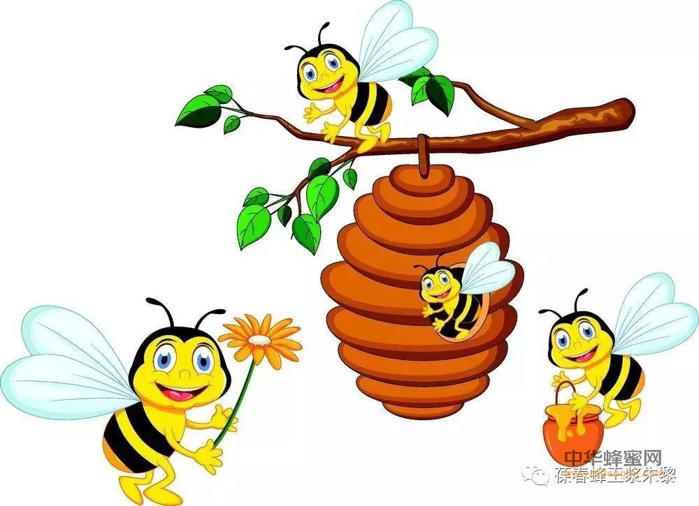 蜜蜂的能力(上)