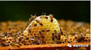 我国第一部蜂业管理条例颁布实施