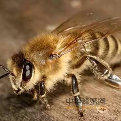 为什么蜜蜂逐渐在消失