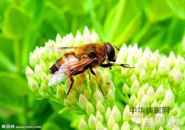 蜂蜜、蜂花粉PK代谢综合征！