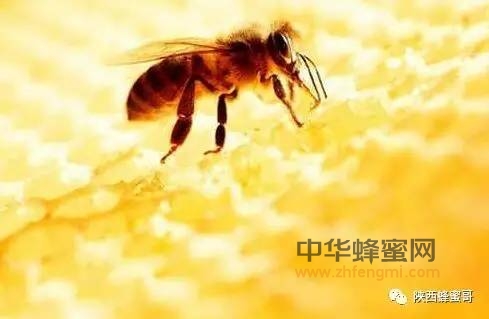 蜂蜜对于感染性创伤及烧伤、皮肤创伤的作用
