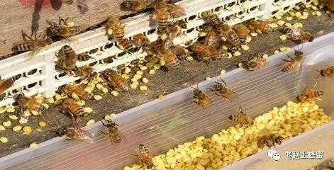 前列康就是养蜂人产的油菜花粉做的，知道?