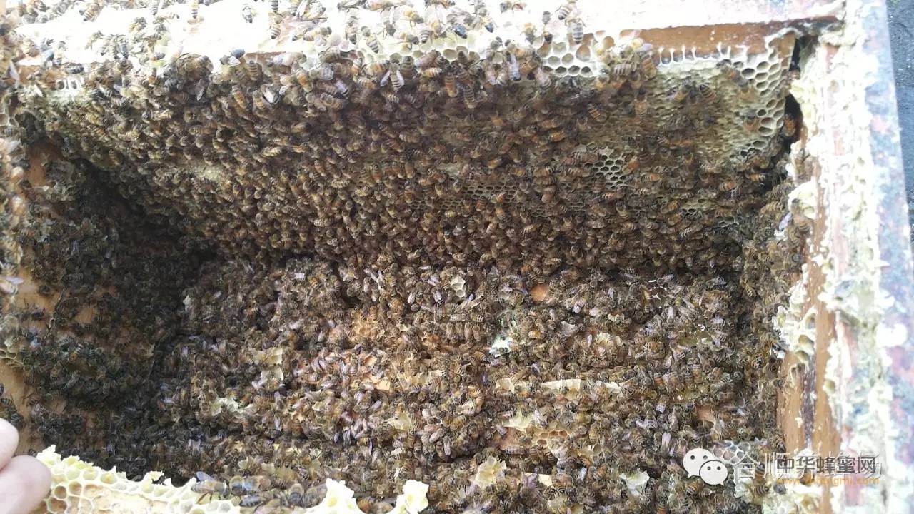 谈谈意蜂的蜂种、饲养模式与饲料的消耗