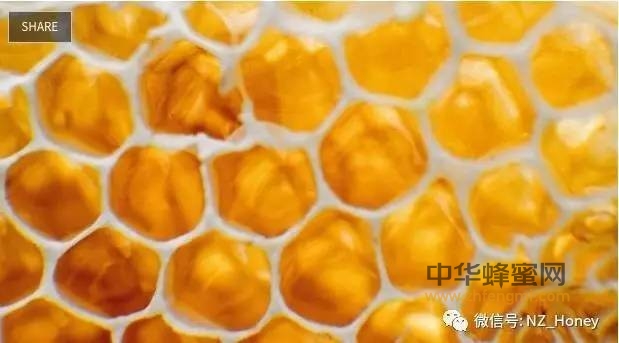 健康的福音－蜂蜜被证实能抵抗超级细菌