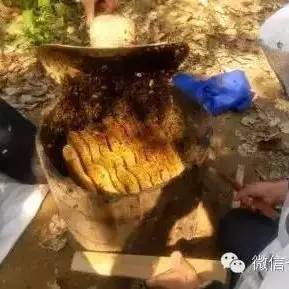 中华蜂蜂蜜（土蜂蜜）的十大功效