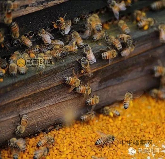 蜂花粉美容效果好，她们竟然也在用！