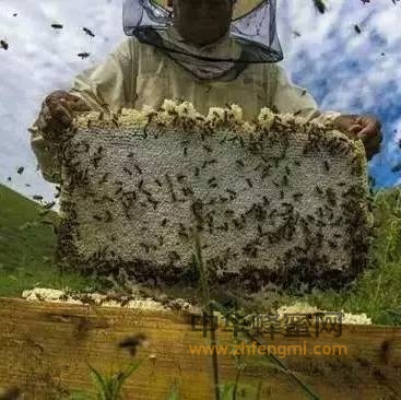 蜜蜂的发育过程