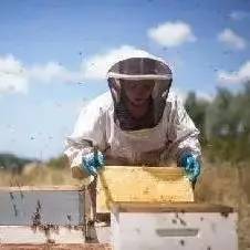 外国的蜂蜜就一定好吗？
