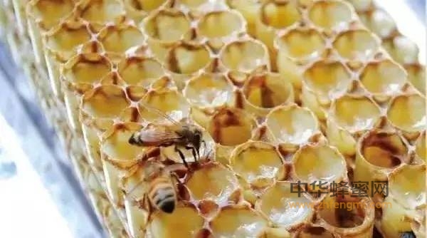 一种超级营养品：小蜂吃就变成蜂王，人吃了效果更惊人！