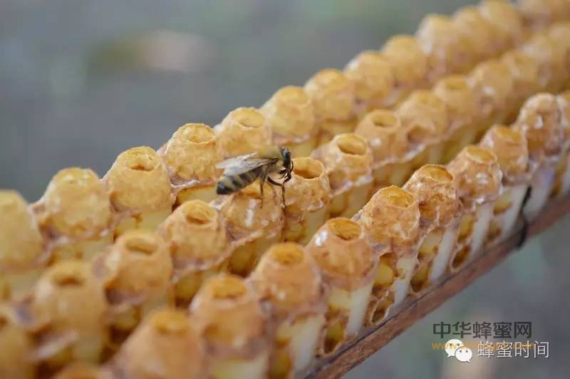 蜂王浆，最接近于长寿药的天然食品！