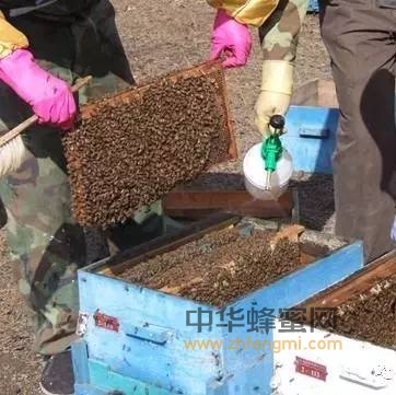 蜜蜂饲养｜养蜂生产中的“过犹不及”
