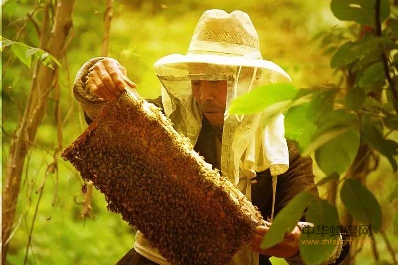 我是蜂农，致所有养蜂人
