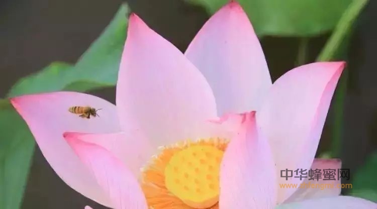 花粉贵族——荷花粉的作用和功效