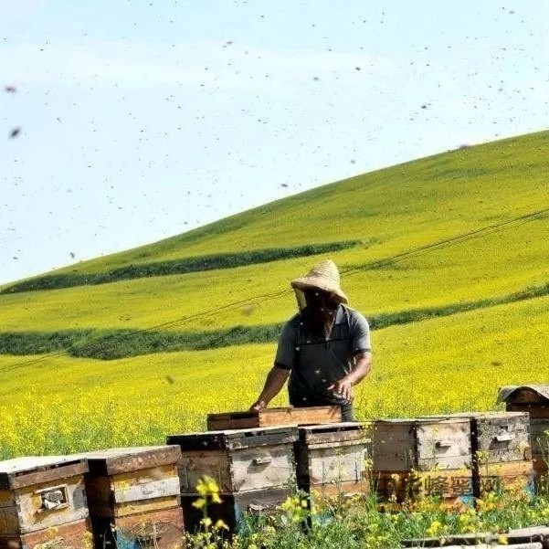 如果再给你一次机会，你还会养蜂吗？他们是这样选择的……