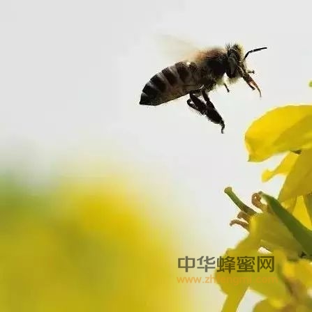 中华蜜蜂虫害防治技术