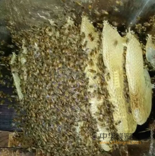 提高中蜂养殖效益的技术方法