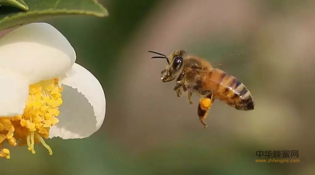 秋冬，记得和蜜蜂的五个重要约会！