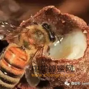 吃蜂王浆，对身体有哪些益处？