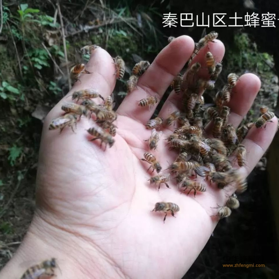 蜜蜂的群体生物学特性（1）