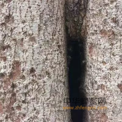如何捕捉树洞里的野生蜜蜂