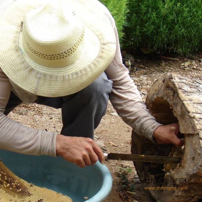 蜜蜂文化｜长白山东方蜜蜂产品分类名称演考
