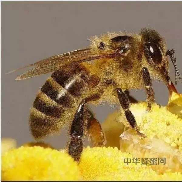 蜜蜂怎么养繁殖才快？