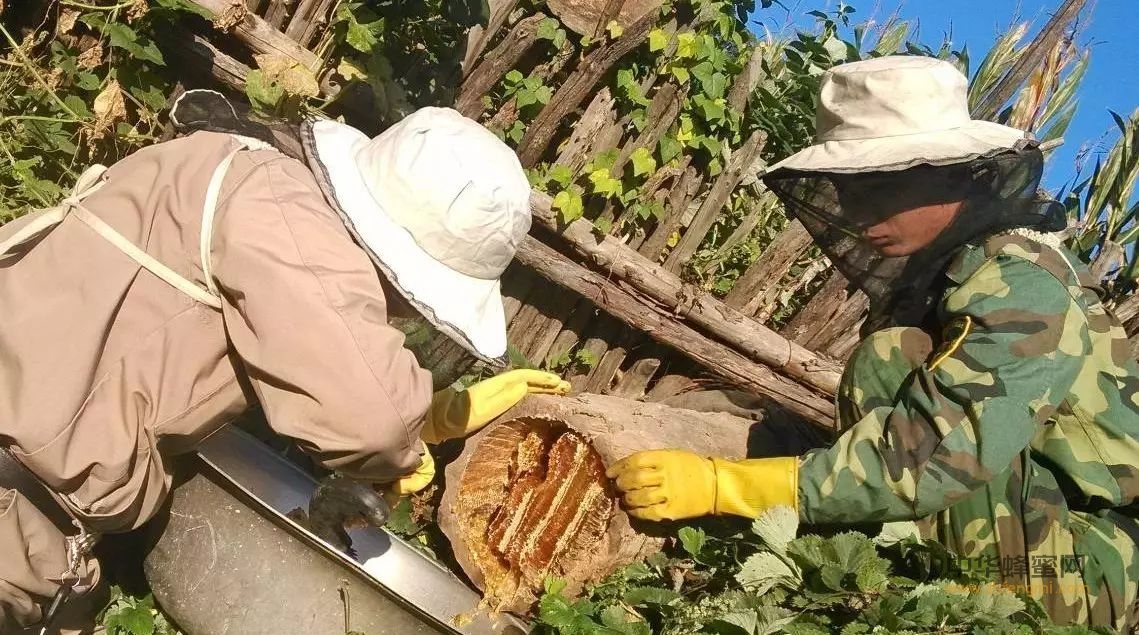 蜜蜂文化｜清朝采捕蜂蜜的管理机构和蜜户蜜丁