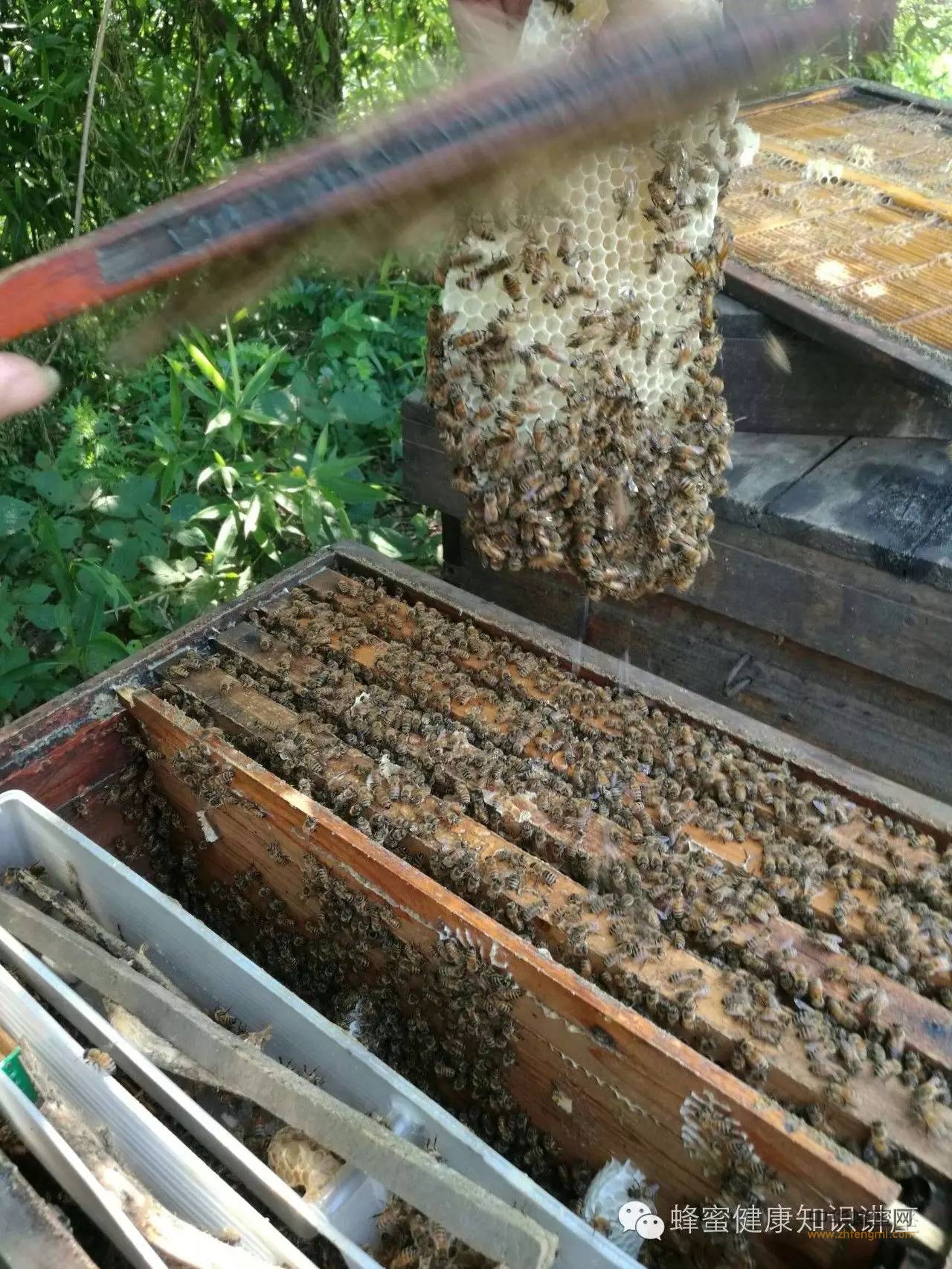 【蜂蜜篇】蜂蜜都有哪些药理作用？