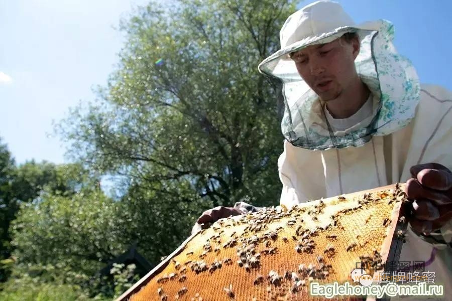 外国蜂蜜和国产蜂蜜的区别