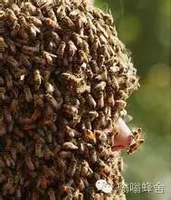 埃及一男子蓄“蜜蜂胡子”来宣传蜜蜂益处