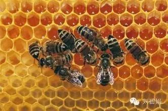 纯天然蜂蜜需要加工吗？