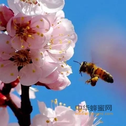 蜜蜂文化｜蜜蜂是一种吉祥物