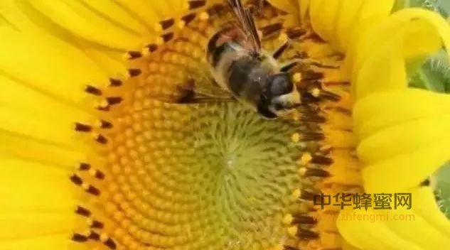 成熟蜂蜜与普通蜂蜜，有何不同？