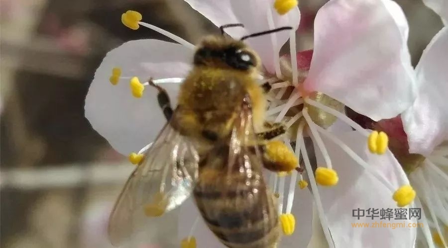 蜜蜂采集花粉做什么？