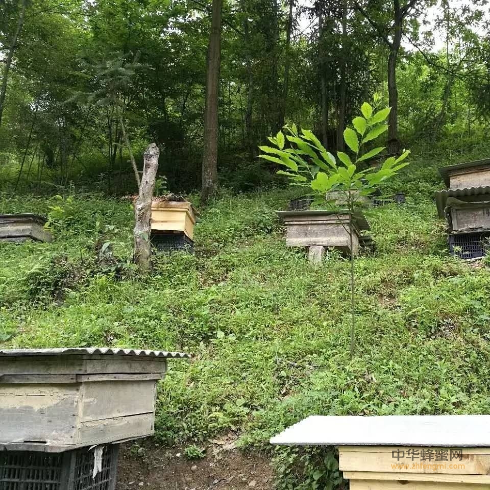 冬季蜂群需补饲
