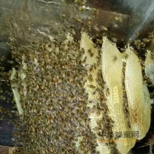 土蜂蜜有什么特点？
