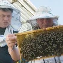 【转载】吉国蜂蜜借优质蜜源地登上国际舞台