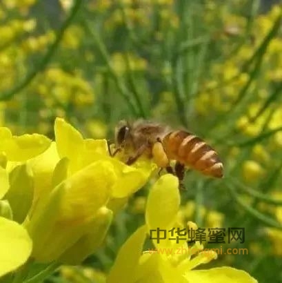 蜜蜂采集花粉全过程