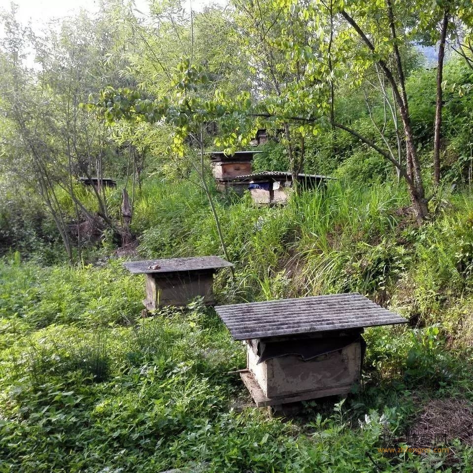 蜜蜂蜂场消毒,通常采用哪几种方法