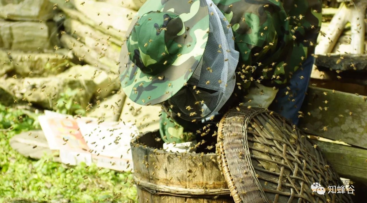 自然科普——土家蜜蜂如何采蜜
